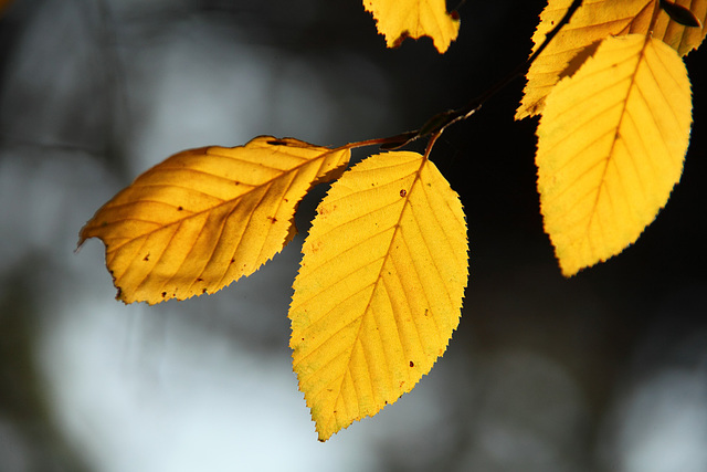 Yellow Leaves