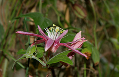 Passiflora sanguinolenta (2)