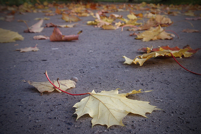 Tracks of Autumn