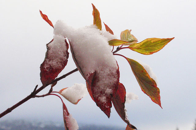 Snow on the Leaves