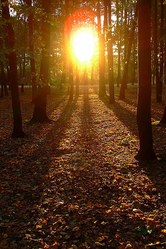 Wood in the Morning