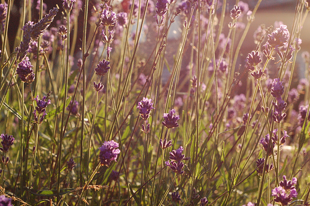 Lavender on a Summer's Eve