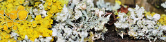 Luvverly Lichen!