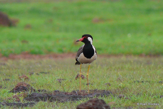 20090808-P1270441 Red-wattled lapwing