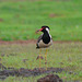 20090808-P1270441 Red-wattled lapwing