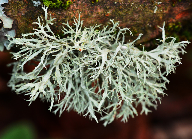 Oak Moss Lichen, Evernia prunastri