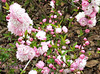 Flowering almond --