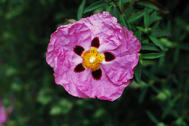 Cistus