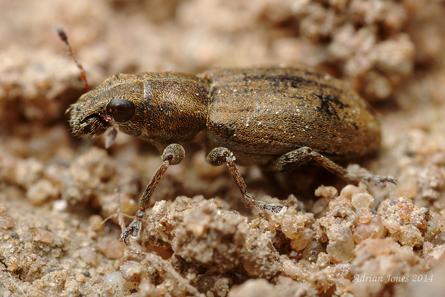 Weevil