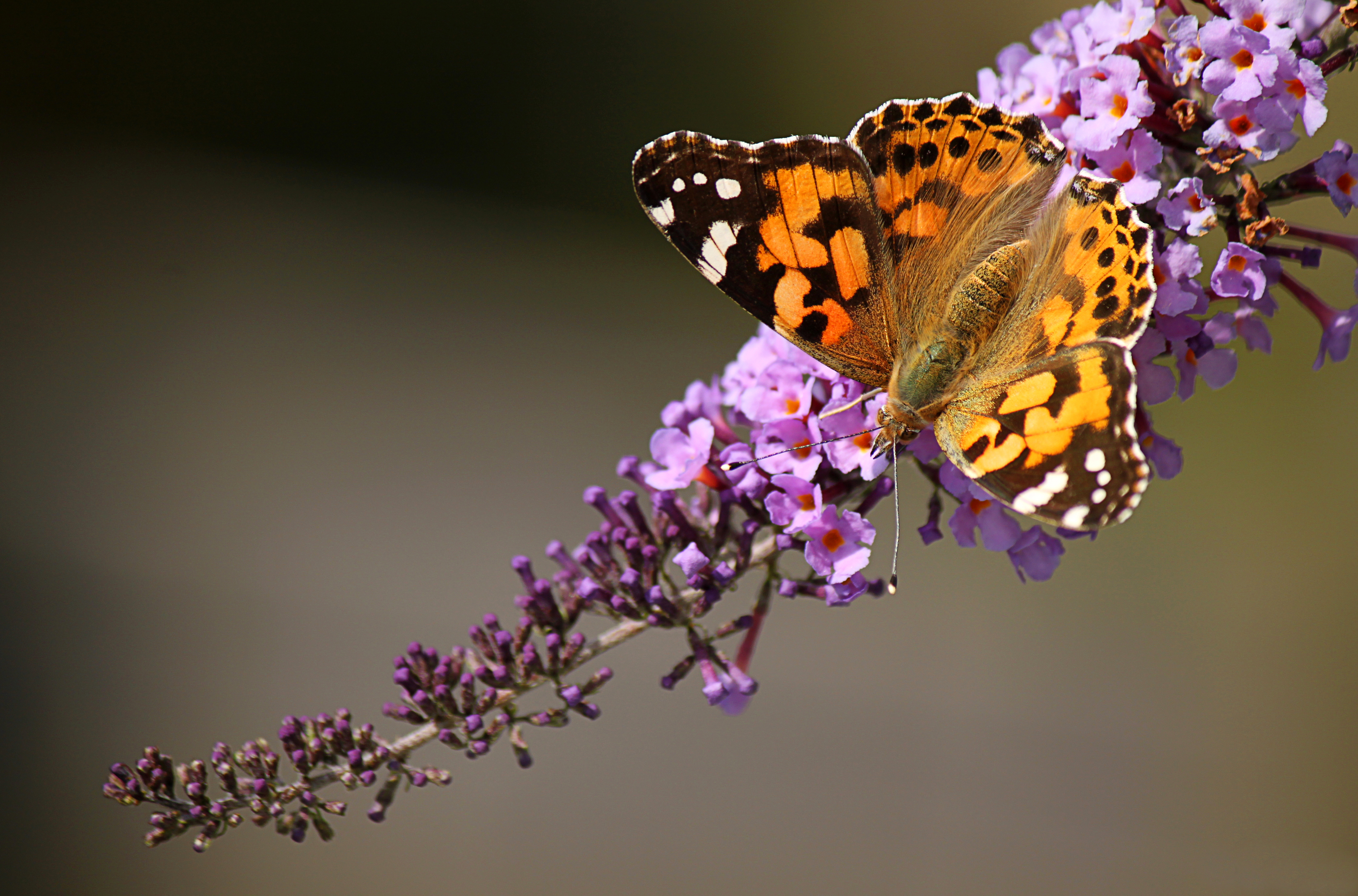 Patio Life: Painted Lady