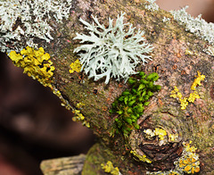 Lichen....many types in a small space