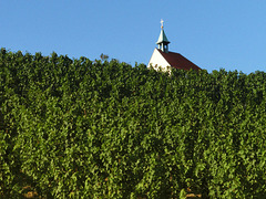 St Clara's Vineyard & Chapel