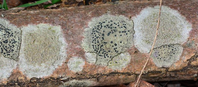 Crabs-eye Lichen, Ochrolechia parella