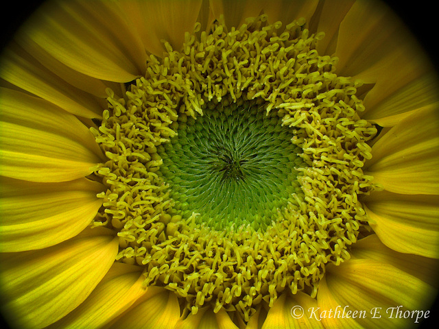 Mini Sunflower Macro 2 101713