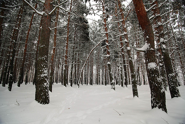 Winter Wood