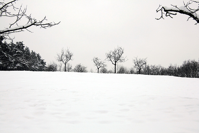 Cherry Trees