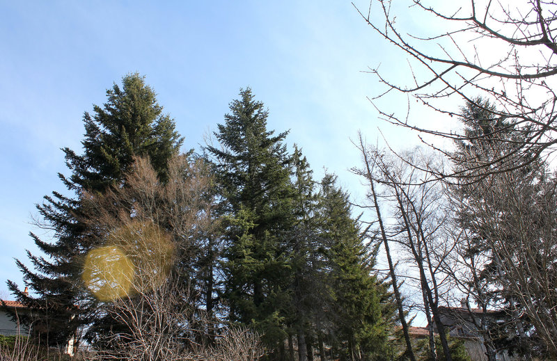 Abies alba (2)