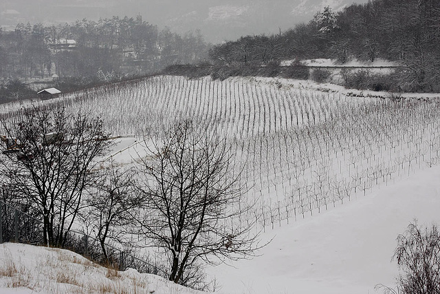 Vineyard In Winter