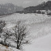 Vineyard In Winter