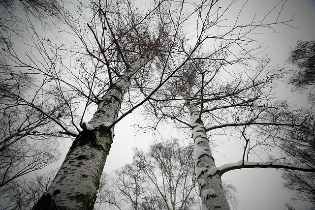 Birch Trees