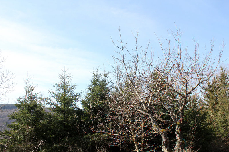 côté sud du jardin