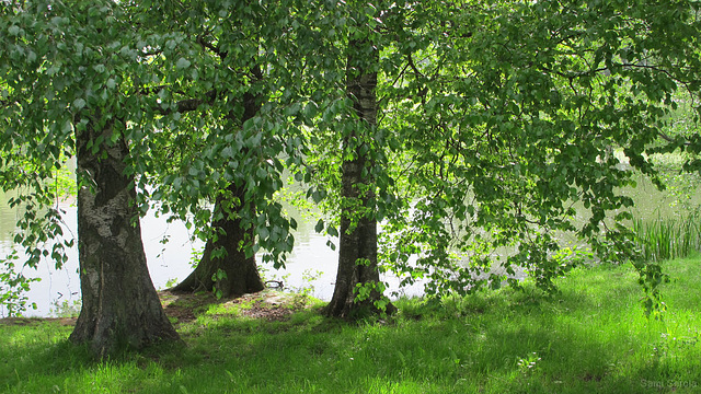 Summer morning in the park