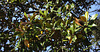 Magnolia sp ( grandiflora ) (2)