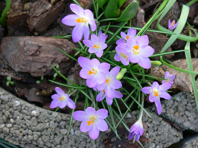 Krokusse