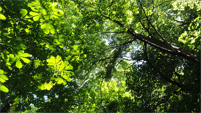 Look Up!