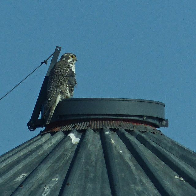 Prairie Falcon on a silo