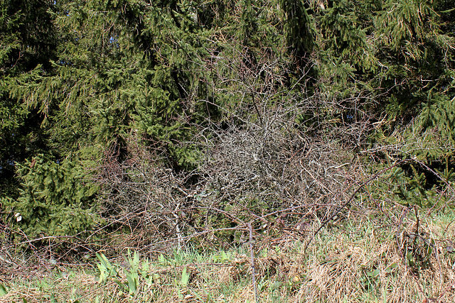 Prunelliers