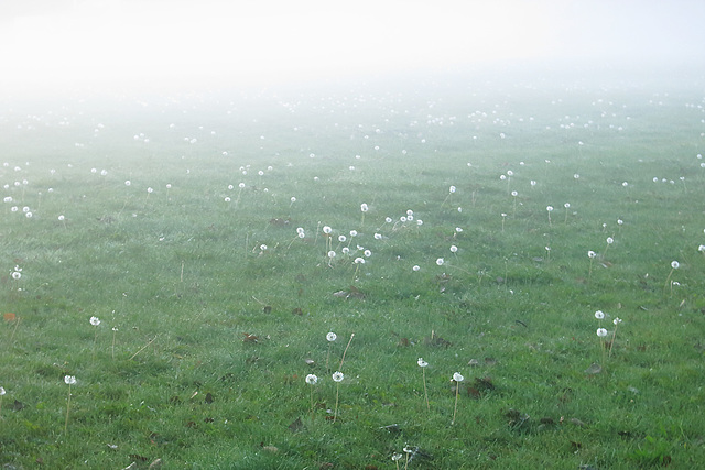 Dandelions in Fog