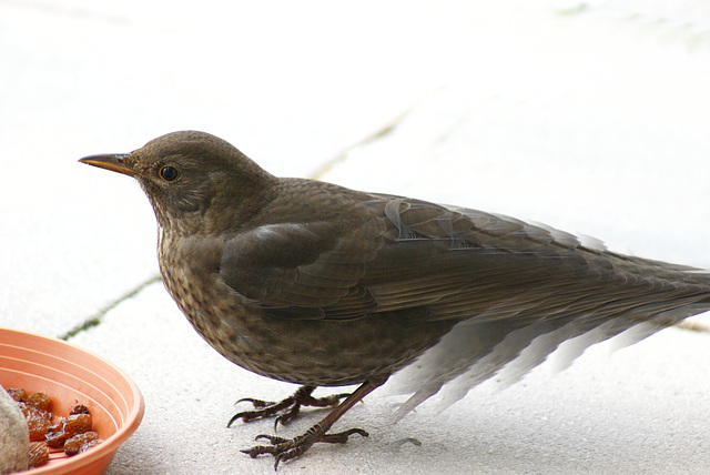 Amsel: Vollbremsung...   ©UdoSm