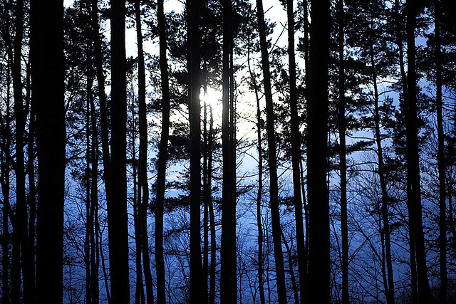 Blue Winter Afternoon