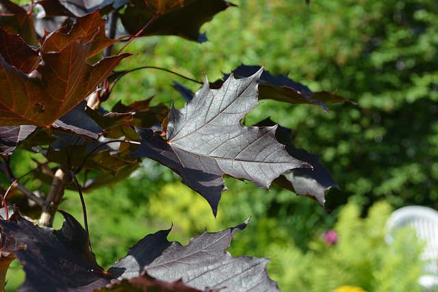 Colourful Leaf