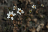 20100124-0079 Bidens pilosa L.