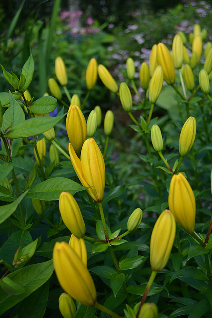 Yellow Buds