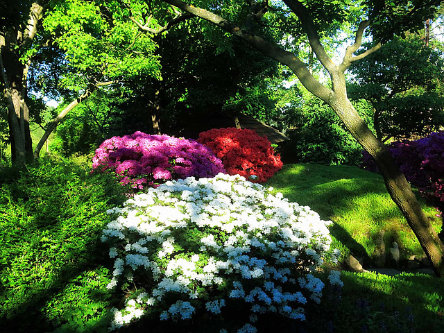 Spring in Prague Botanical Garden