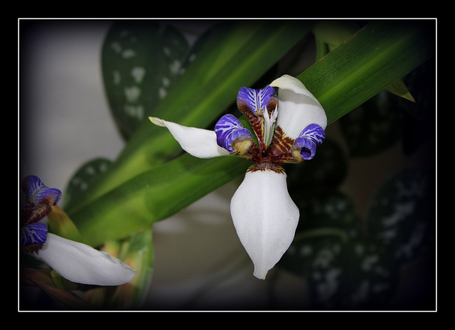 Dépliage de Neomarica gracilis