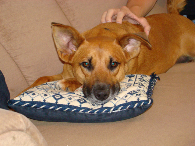 Otis on pillow on sofa