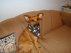 Otis on sofa wearing halloween scarf