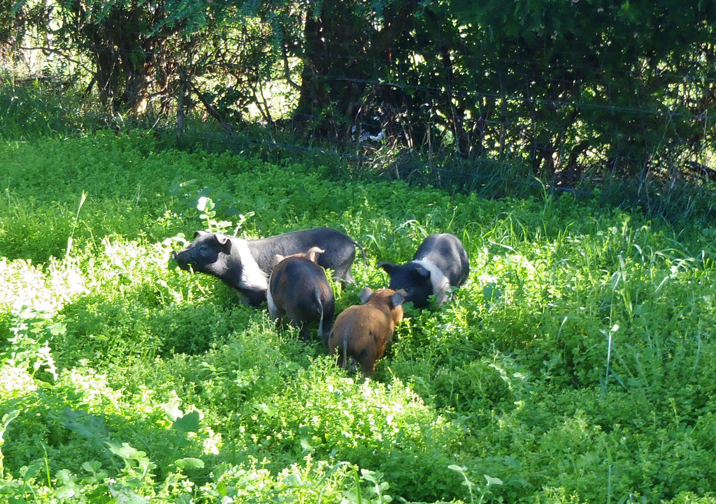 new piglets