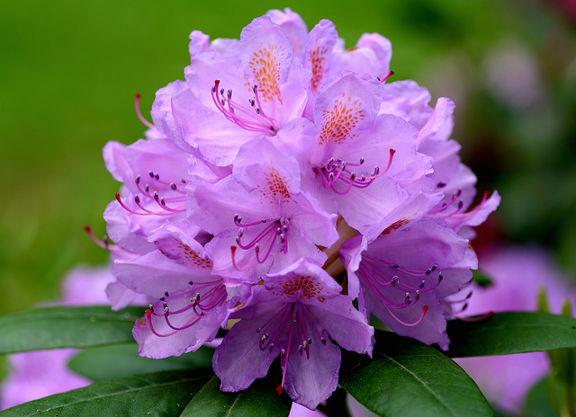 Macro sur un rhododendron