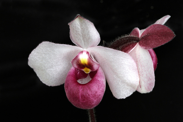 Paphiopedilum delenatii var. vinicolor