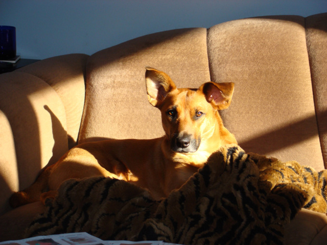 Otis on sofa with tiger throw