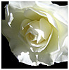 White rose