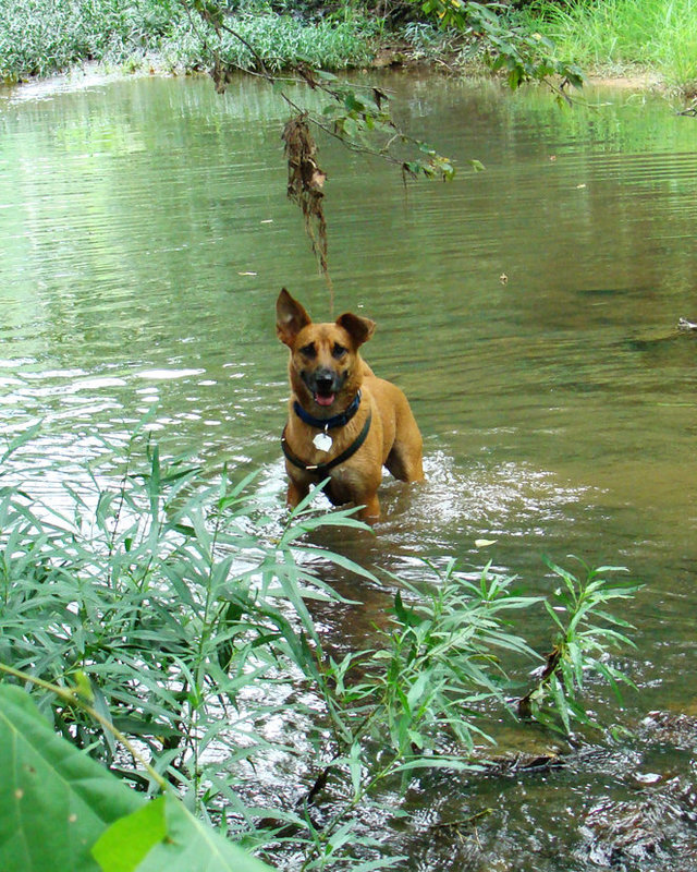 Well, throw the stick