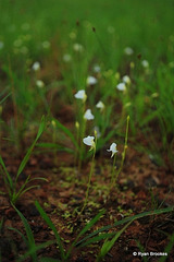 20090808-0696 Utricularia sp.