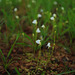 20090808-0696 Utricularia sp.
