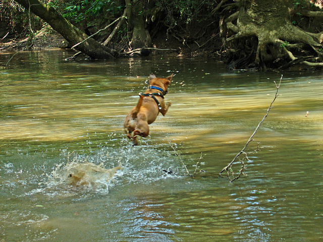 Otis - a flying leap